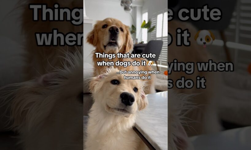 Things that are cute only when dogs do it 😂 #dogshorts #goldenretriever #puppy #puppies #dogs