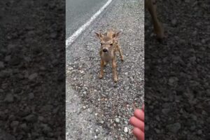 This Deer Was With Its Mother When It Did The Cutest Thing Ever