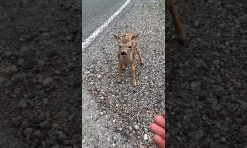 This Deer Was With Its Mother When It Did The Cutest Thing Ever