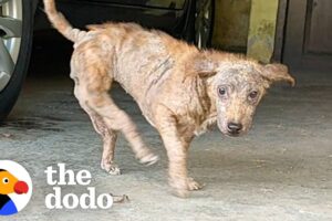 This Dog Has Backwards Legs | The Dodo