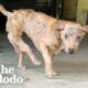 This Dog Has Backwards Legs | The Dodo