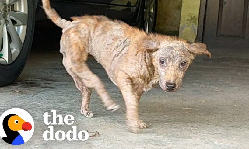 This Dog Has Backwards Legs | The Dodo