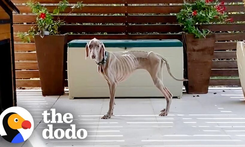 This Woman Lost Hope Saving Her 'Skeleton' Dog Until... | The Dodo