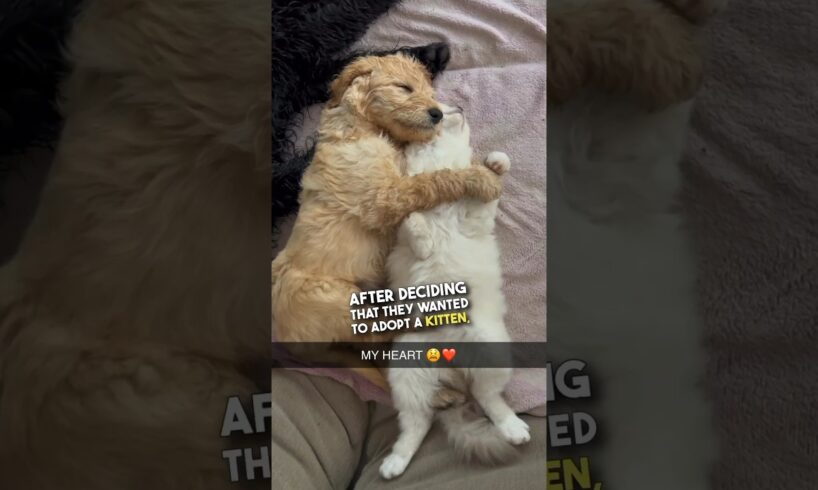 This cat and dog are best friends 😭❤️