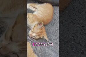 This cat is thought to have had an accident #animals #cat #hewan #kitten #kucing #lucu #viralvideo