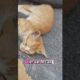 This cat is thought to have had an accident #animals #cat #hewan #kitten #kucing #lucu #viralvideo