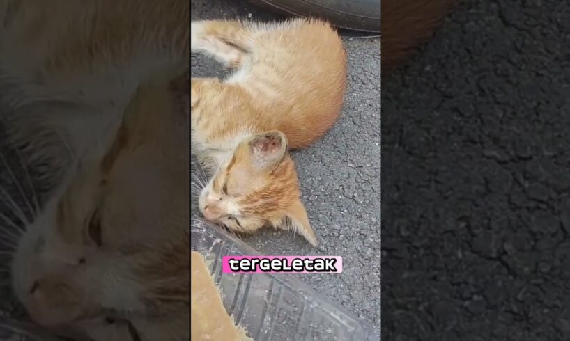 This cat is thought to have had an accident #animals #cat #hewan #kitten #kucing #lucu #viralvideo