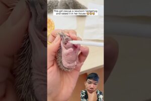 This girl rescue a newborn hedgehog and raised it in her house #shorts