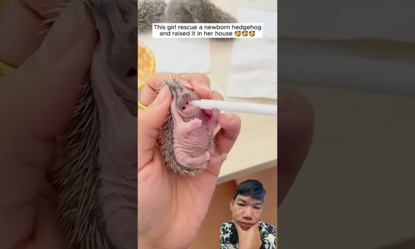 This girl rescue a newborn hedgehog and raised it in her house #shorts