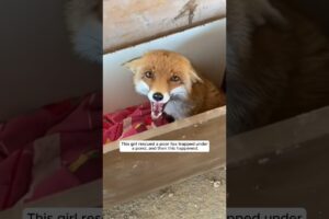 This girl rescued a poor fox trapped under a pond and then this happened #animalshorts #fox