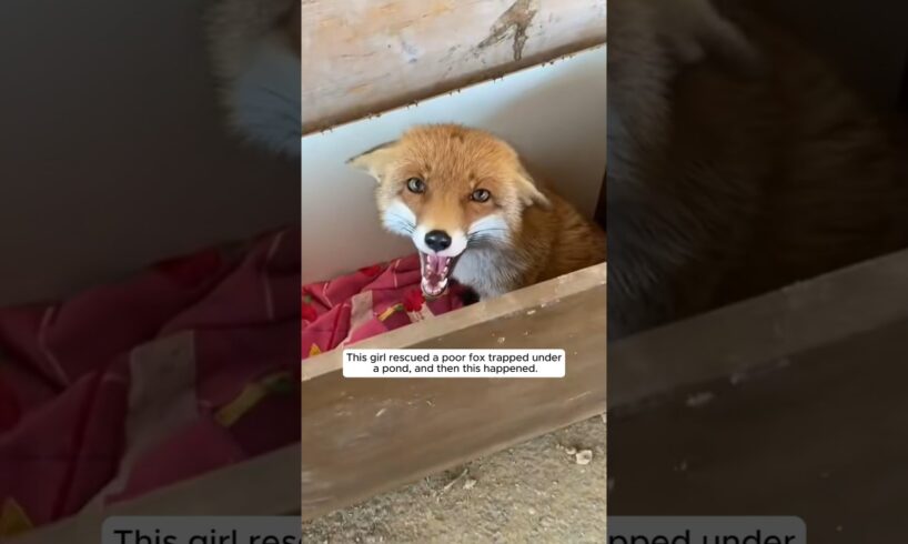 This girl rescued a poor fox trapped under a pond and then this happened #animalshorts #fox