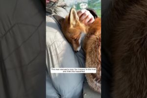 This man rescued a poor fox trapped in the mud, and then this happened #animalshorts #fox