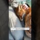 This man rescued a poor fox trapped in the mud, and then this happened #animalshorts #fox