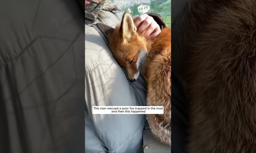 This man rescued a poor fox trapped in the mud, and then this happened #animalshorts #fox