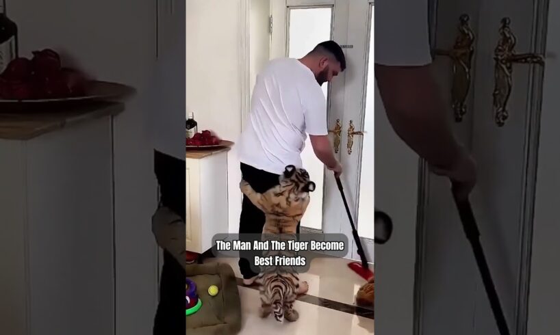 This man rescued the tiger cub #animals #love #shorts