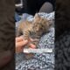 This woman rescued a baby lynx that was lost and adopted it #animalshorts #shortvideo #lynx