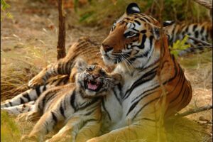 Tiger Mums