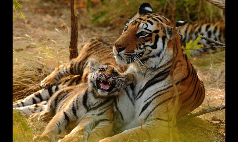 Tiger Mums