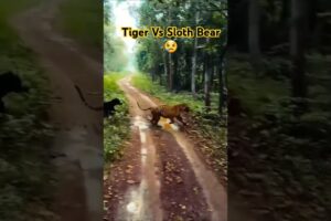 Tiger vs Sloth Bear Fight in Tadoba Jungle🥺#taodba #animal #fights #viral #shorts #viralvideo #news