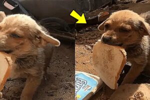 Tiny Stray Dog Offers His Only Bread to Rescuers in Heartwarming Gesture