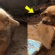 Tiny Stray Dog Offers His Only Bread to Rescuers in Heartwarming Gesture