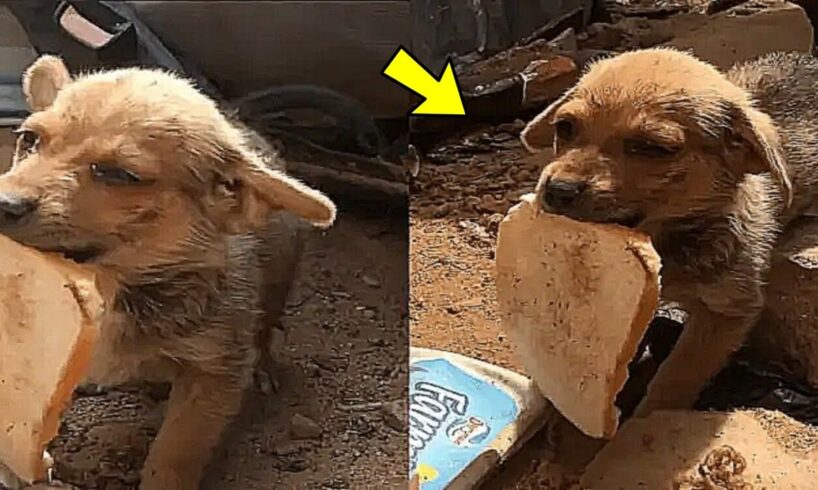 Tiny Stray Dog Offers His Only Bread to Rescuers in Heartwarming Gesture