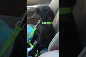 Tired Puppy Takes Nap In Front Seat Of Car