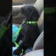 Tired Puppy Takes Nap In Front Seat Of Car