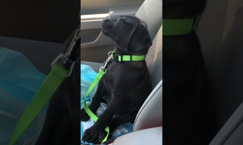 Tired Puppy Takes Nap In Front Seat Of Car