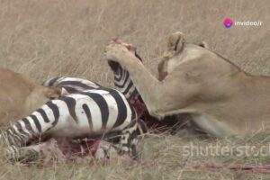 Top 10 Craziest Animal Fights in the Wild | Nature’s Fiercest Showdowns!