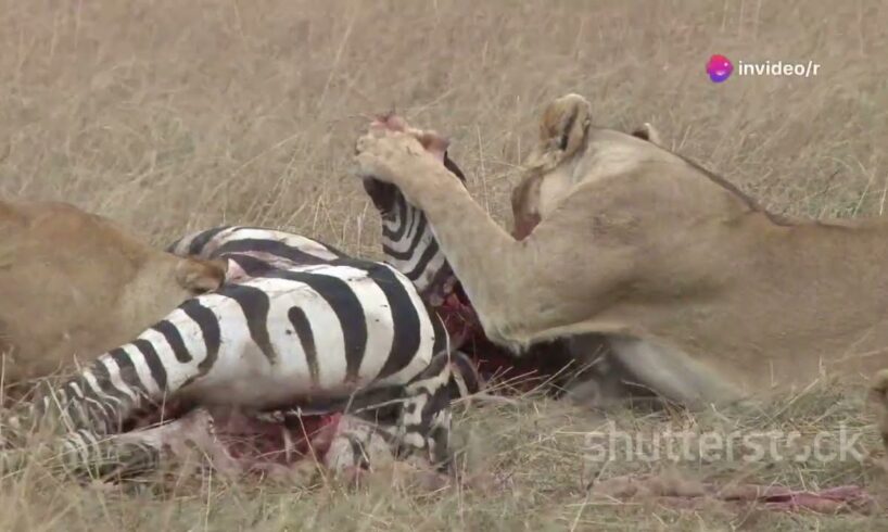 Top 10 Craziest Animal Fights in the Wild | Nature’s Fiercest Showdowns!