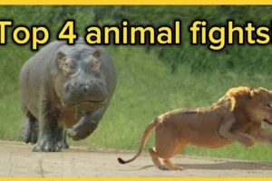 Top 4 animal fights of all time!!