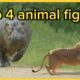 Top 4 animal fights of all time!!