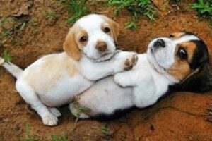 Top FUNNY PUPPIES That Are Guaranteed to Make You LAUGH