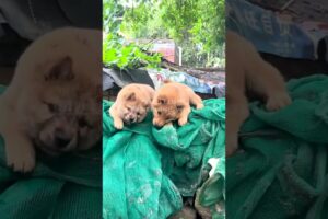 Two cute pups playing #shorts #dog #puppy #cute #animals #pets #petlove