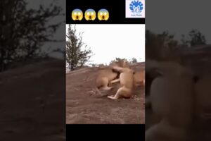 Two male lions fighting scene 😱😱| 💥💥 Wonderful Animal Kingdom 111 💥💥 #short #animals #shorts