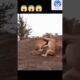 Two male lions fighting scene 😱😱| 💥💥 Wonderful Animal Kingdom 111 💥💥 #short #animals #shorts