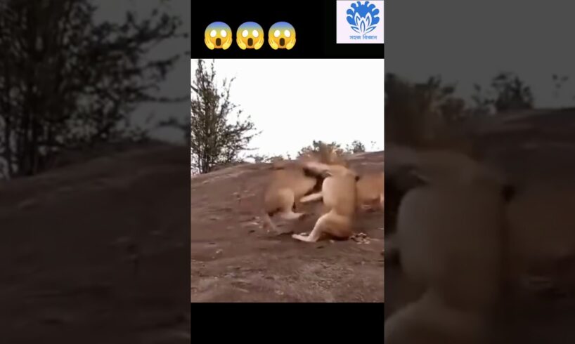 Two male lions fighting scene 😱😱| 💥💥 Wonderful Animal Kingdom 111 💥💥 #short #animals #shorts