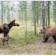 Unbelievable Moments When Bear Attacks Go Wrong Caught on Camera | Animal Fights