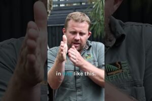 Vet Pulls Out Croc's Teeth! 😱 #animals #animaldocumentry #crocodile