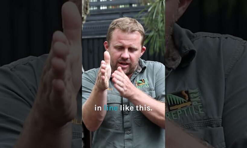 Vet Pulls Out Croc's Teeth! 😱 #animals #animaldocumentry #crocodile