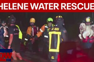 WATCH: Hurricane  Helene water rescue, baby and dogs saved