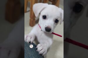 WOW, So Sweet & Adorable Puppies Cute Dogs Shorts Videos 🐶😘😘 -EPS1165 #cutenessoverload