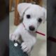 WOW, So Sweet & Adorable Puppies Cute Dogs Shorts Videos 🐶😘😘 -EPS1165 #cutenessoverload