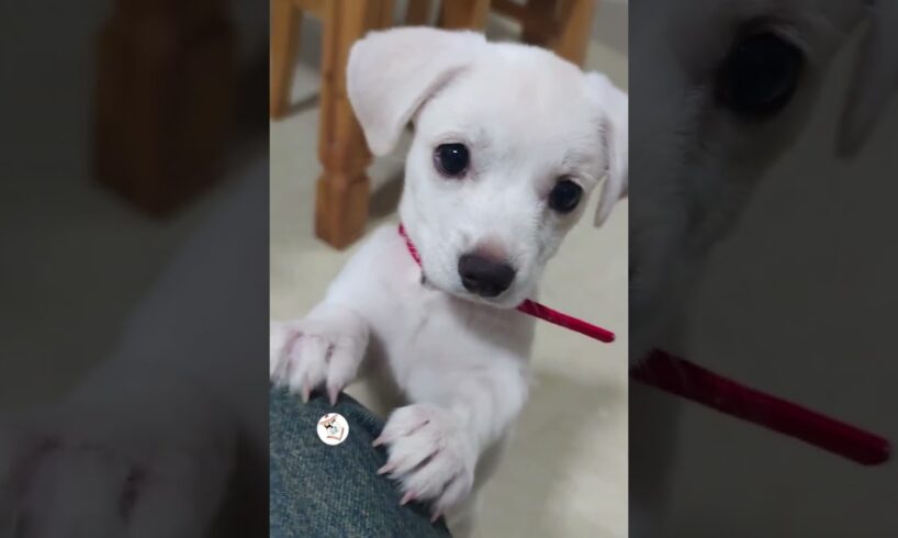 WOW, So Sweet & Adorable Puppies Cute Dogs Shorts Videos 🐶😘😘 -EPS1165 #cutenessoverload