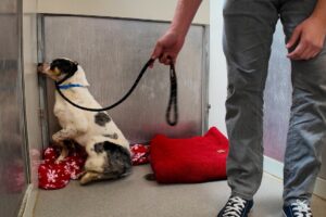 Watch the Moment Shut Down Shelter Dog leaves his Corner 🥹