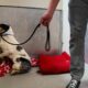 Watch the Moment Shut Down Shelter Dog leaves his Corner 🥹