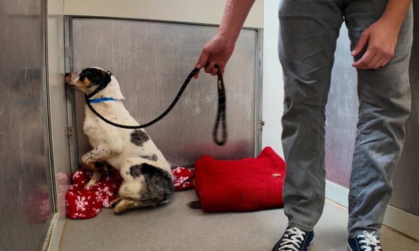 Watch the Moment Shut Down Shelter Dog leaves his Corner 🥹