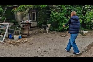 Watch this Terrified Stray Dog Falls in Love with Her Rescuer