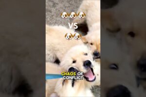 When 2 puppies start fighting......... #puppies #puppyshorts #cutepuppy #viralshort #doglover #dogs